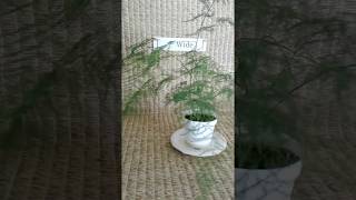 Plumosa fern from my Online Plant Nursery in Phoenix AZ [upl. by Steffen]