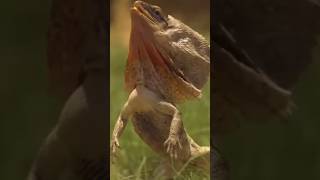 Lizard Running on two Legs funny shorts [upl. by Ria]