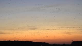 The Sound of 40000 PinkFooted Geese [upl. by Nyret]