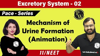 Excretory System  02 Chapter 19  Mechanism of Urine Formation  Class 11  NEET [upl. by Mcfarland]