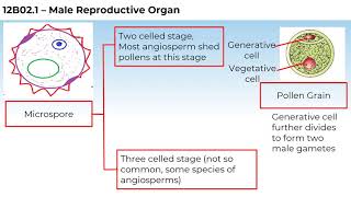 12B021 CV4 Structure of Microspore and Pollen grain [upl. by Mortie]