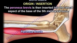 Anatomy Of The Peroneus Brevis Muscle  Everything You Need To Know  Dr Nabil Ebraheim [upl. by Norved]