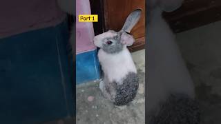 Bunny🐇 Cutting Door 😂 bunny rabbit khargosh petrabbit pets trending ytshorts [upl. by Atiuqin]