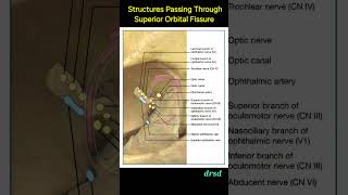 Structures Passing Through Superior Orbital Fissure ophthalmology neetpg inicet [upl. by Osswald]