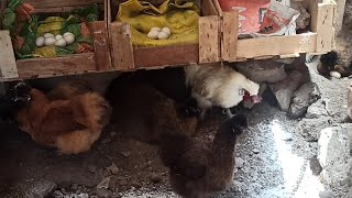 🥳💝nidos reciclados para gallinas sedosas🤗❤️ desinfección de los corrales 💐🎊 [upl. by Filippa]