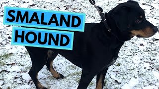 Smålandsstövare  Smaland Hound  TOP 10 Interesting facts [upl. by Emirej542]