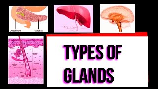 Types of glands I Exocrine I Endocrine I Merocrine I Apocrine I Holocrine I Serous I Mucous I [upl. by Pippa792]