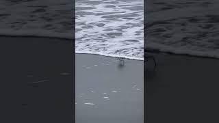 Piping Plovers plover shorebirds birds [upl. by Blackman]