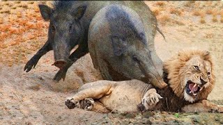 15 MORSI PIÙ POTENTI DEL REGNO ANIMALE [upl. by Taft838]