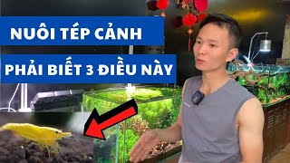 Đừng hòng nuôi tép nếu không biết 3 điều này  Nguyễn Du aqua [upl. by Nipsirc]