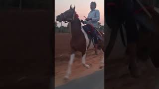 Speed 32 Rewal Chaal LocationDausa 9602810816 animals horselover horse horseriding horsey [upl. by Daahsar731]