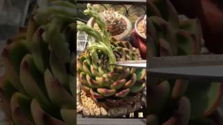 Revolutionary Cut Flower Hack to SAVE Your SUCCULENTS [upl. by Steffane]