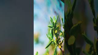 Larrea tridentata benefits GOBERNADORA nature plants video asmr shorts shortsvideo relaxing [upl. by Ueihttam]