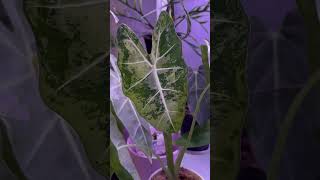 Alocasia Frydek Leaf Glow Up 🌿 alocasiafrydek alocasia variegated houseplants plants [upl. by Griffy]