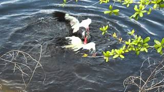 Male Muscovy Ducks have a violent fight in the water [upl. by Kelam]