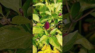 Capsicum frutescens is a wild chili pepper having genetic proximity to the cultivated growpeppers [upl. by Adolpho]