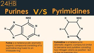 The Difference Between Purines And Pyrimidines  24HB [upl. by Jeanine]