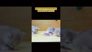 Cute Kitten Having Meat shorts [upl. by Cousin]