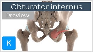 Functions of the obturator internus muscle preview  3D Human Anatomy  Kenhub [upl. by Anaik]