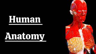 Animated Human anatomy digestivesystem reproduction anatomy animated [upl. by Smaoht]