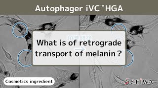 Vitamin C derivative  iVC HGAs melanin transport inhibition [upl. by Wobniar]