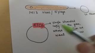 Site directed mutagenesis [upl. by Assert]