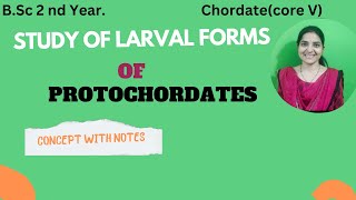 Study Of larval forms of Protochordates BSc 2nd YearTornaria levaTadpole larvaprotochordates [upl. by Strickman]