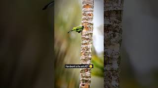 💚 Blue Throated Barbet 💚 wildlifephotoghraphy [upl. by Anniahs]