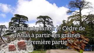 comment planter le Cèdre de lAtlas à partir des graines   première partie [upl. by Santini805]