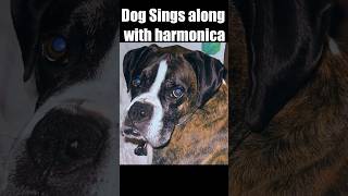 When Dogs Sing Dog Sings to Harmonica [upl. by Alexine]