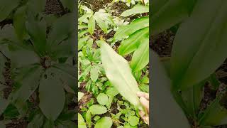 incredible Insulin plant for diabetic patients [upl. by Audie]