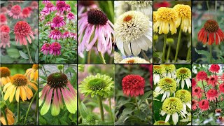 CONEFLOWERS PLANTS VARIETIES  Plants Weekly [upl. by Estevan]