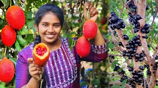 എറ്റവും വലിയ അപൂർവ്വ JaboticabaGac fruit തോട്ടം ഇനി കവിക്ക് സ്വന്തം [upl. by Afas]