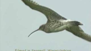 Curlew Capers and song [upl. by Aneez]