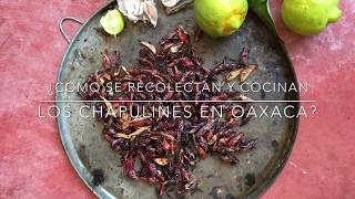 ¿Cómo se recolectan y cocinan los chapulines en Oaxaca [upl. by Belia251]