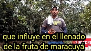 que influye en el llenado de la fruta de maracuyá [upl. by Warfield]