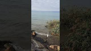 Egret  Cisano Lake Garda Italy [upl. by Alikahs]