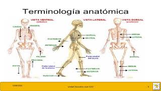 Terminología anatómica  ANATOMIA DIAPOSITIVAS 3 1RO DE BACH [upl. by Philana386]