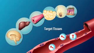 Production and Action of Testosterone [upl. by Riella]