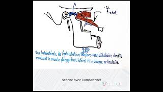 Vue latérale de l articulation temporomandibulaire droite montrant le muscle ptérygoïdien latéral [upl. by Morgenthaler]