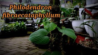 philodendron fibraecataphyllum [upl. by Riva]