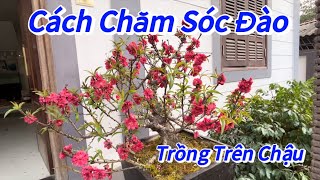 Đào Tết Chăm sóc cây đào trên chậu ngày tết  Vườn Nhà Bon p70daotet vuonnhabon [upl. by Karleen]