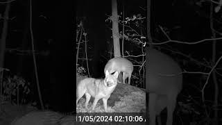 Clever Coyotes Scanning for Prey shorts trailcamera wildlife coyotes easterncoyote nature [upl. by O'Driscoll]