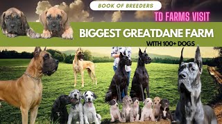 Great dane kennel  Dogs  Puppies for sale  Kennel in tamilnadu  tirupur coimbatore farms [upl. by Aciram]