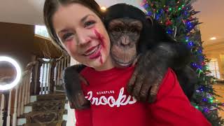 HOLIDAY MAKEUP DONE BY A CHIMPANZEE   Myrtle Beach Safari Chimpsmas [upl. by Sawyor]