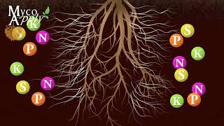 Mycorrhizal Animation [upl. by Yauq]