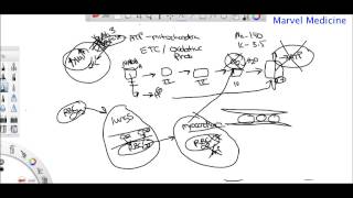 Ischemia and Reperfusion injury [upl. by Alston]