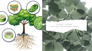 Plant tissue science revision song [upl. by Gnoc204]