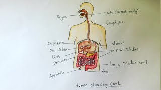 Human alimentary canal easy drawing for 10th class students [upl. by Nussbaum]