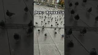 Pov Koszalin koszalin memes wgorachjestwszystkocokocham [upl. by Lenoj903]